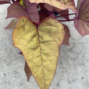 Ornamental Fall Orange Sweet Potato Vine